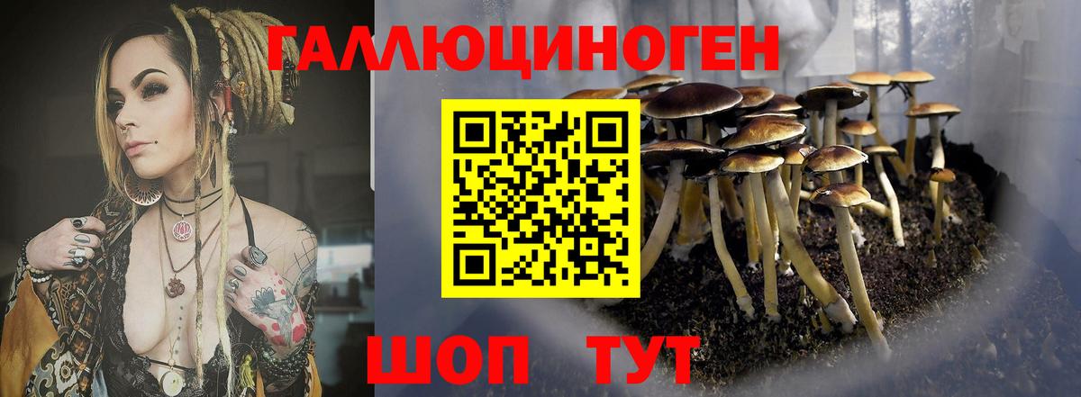 Азнакаево  Псилоцибиновые грибы Psilocybine cubensis  Вход с VPN 